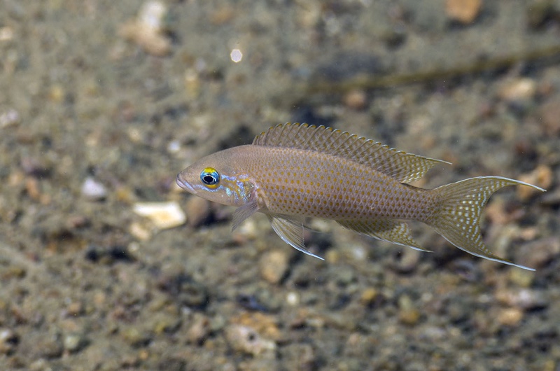 Neolamprologus sp. 'brichardi congo' Katenga